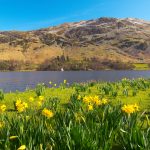 Daffodils by ullswater