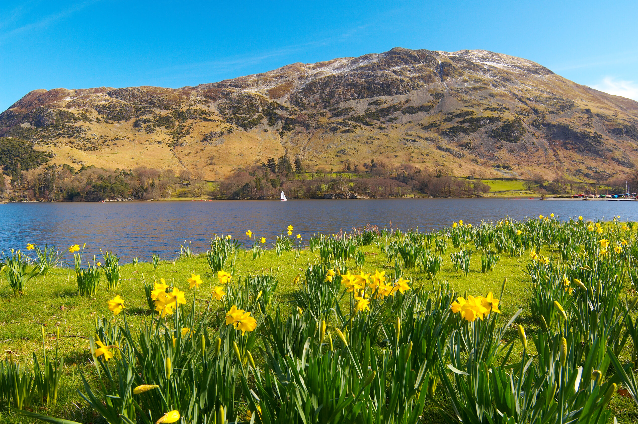 Daffodils by ullswater
