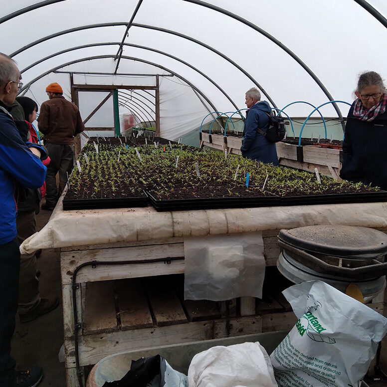 Growing Well near Kendal Polytunnels at Growing Well